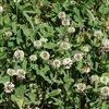 Regal Ladino Clover Seed - 5 Lbs.