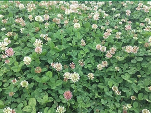 Renovation White Clover Seed - 50 Lbs.