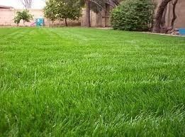 Gulf Annual Ryegrass Seed - 50 Lbs.