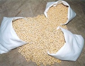 Soybean Food Plot Seed Certified - 1 Lb.