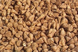 Sugar Beet Seed - 20 Lbs.