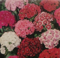 Sweet William Single Mixed Colors Seed - 1 Packet