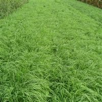 Tiffany Teff Grass Seed - 10 Lbs.