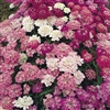 Heirloom Umbellata Candytuft