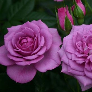 Lavender Veranda Roses - 1 Gallon