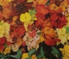 Wallflower Single Mixed Colors Seed - 1 Packet