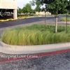 Weeping Lovegrass Seed - 1 Lb.