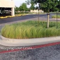 Weeping Lovegrass Seed - 5 Lbs.