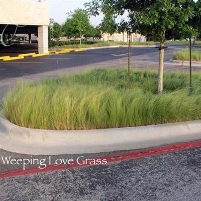 Weeping Lovegrass Seed - 50 Lbs.