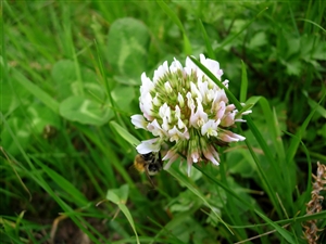 White Dutch Clover Seed Nitro Coated & Inoculated- 10 Lbs.