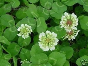 White Dutch Clover Seed - 1/4 Lb.