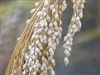 White Proso Millet Seed - 20 Lbs.