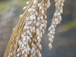 White Proso Millet Seed - 50 Lbs.