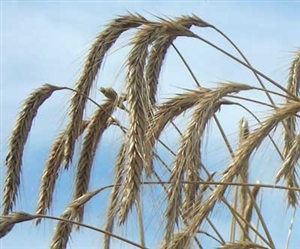 Wrens Abruzzi Winter Rye Grain Seed - 10 Lbs.