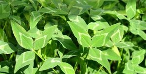 Yuchi Arrowleaf Clover Seed - 1 Lb.