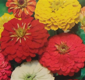 Zinnia California Giant Mix Seed - 1 Packet