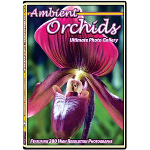 ambient flowers dvd orchids