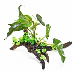 Aquatop Broad Leaf Plant on Resin Driftwood Base