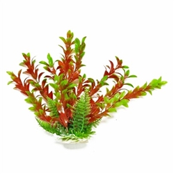 Aquatop Hygrophila Green/Red Plant 9"