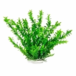 Aquatop Anacharis Plant 12"