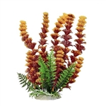 Aquatop Cabomba W/Orangish Tip Plant
12"