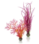 biOrb Plant Red/Pink Medium Set of 2