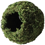 Galapagos Mossy Cave Green 4" Diameter