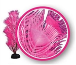 Weco Pink Princess Feather 12" Dream Series Wonder Plants