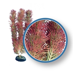 Weco Plant Red Cabomba 30"