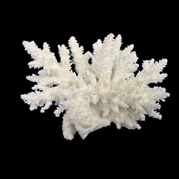 Weco Spiny Acorapora White - Small