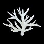 Weco Staghorn Coral WHITE - Medium