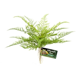 Zoomed Naturalistic Flora Lace Fern