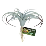 Zoomed Naturalistic Flora Tillandsia Air Plant