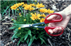 Garden Cut Shears, perfect gardener's scissor or shear.