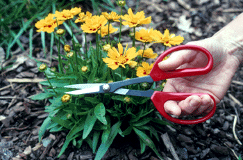 Garden Cut Shears, perfect gardener's scissor or shear.