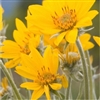 Arnica Creme