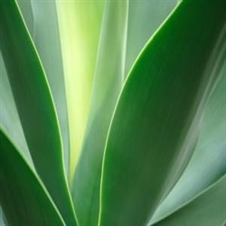 Aloe Vera Juice