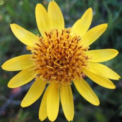 Arnica Montana Flower Extract - Water Based