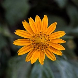 Arnica Butter