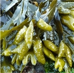 Bladderwrack Extract - Water Based