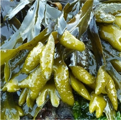 Bladderwrack Extract - Water Based