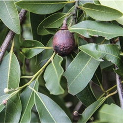 Bay Laurel Essential Oil