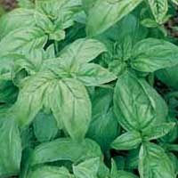 Basil (Sweet) Essential Oil <br> 0.5 oz