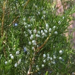 Cedarwood - Texas Essential Oil