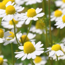 Chamomile Flower Water