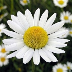 Chamomile Aroma - Oil Based