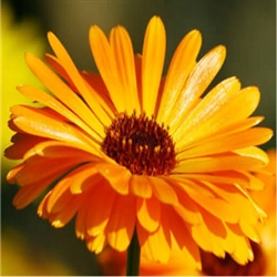 Calendula Flower Extract - Water Based