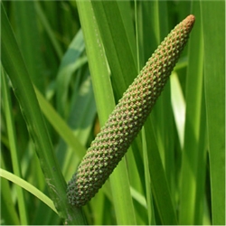 Calamus Essential Oil