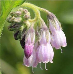 Comfrey Extract - Water Based