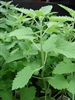 Catnip Essential Oil<br>0.5 oz